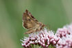 Photo ofSilver-Y Moth  (Autographa gamma). Photographer: 