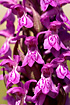 Early March-orchid
