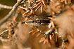 Foto af Skovfirben (Almindeligt Firben) (Zootoca vivipara (Lacerta vivipara)). Fotograf: 