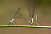 Emeral Damselfly during copulation