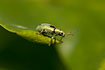 Photo ofSilver-green leaf weevil (Phyllobius argentatus). Photographer: 