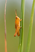 Nymph of grasshopper og unidentified species