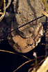 Common Toads mating beneath the surface with eegbands above