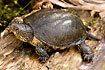 Photo ofEuropean Pond Turtle (Emys orbicularis). Photographer: 