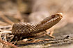 Common viper
