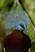 Photo ofWestern Crowned Pigeon (Goura cristata). Photographer: 
