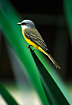 Photo ofTropical Kingbird (Tyrannus melancholicus). Photographer: 