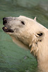 Polar Bear (captive animal)