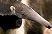 Giant Anteater (captive animal)