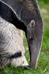 Giant Anteater (captivity)
