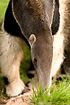 Photo ofGiant Anteater (Myrmecophaga tridactyla). Photographer: 