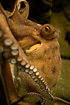 Foto af Ottearmet blksprutte (Octopus vulgaris). Fotograf: 