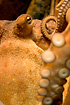 Foto af Ottearmet blksprutte (Octopus vulgaris). Fotograf: 