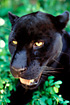Black Panther - the black jaguar (captive animal)
