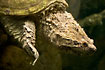 Photo ofAlligator snapping turtle (Macroclemys temminckii). Photographer: 