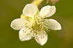 Photo ofBramble (Rubus fructicosus). Photographer: 