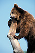 Brow Bear (captive animal)