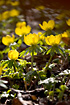 Winter Aconite in early spring! 