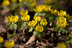 Winter Aconite in early spring!