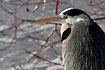 Photo ofGrey Heron (Ardea cinerea). Photographer: 