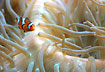 Ocellaris clownfish - like here it often lives in association with the sea anemone Heteractis magnifica, using them for shelter and protection 