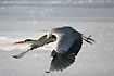 Grey Heron landing on ice