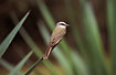 Foto af Tropical Kingbird (Tyrannus melancholicus melancholicus). Fotograf: 