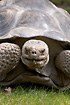 Galapagos Tortoise (captive animal)