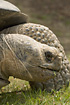 Photo ofGalapagos Tortoise (Geochelone nigra). Photographer: 