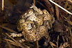 Massed male toads clambering over female during copulation