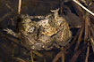 Massed male toads clambering over female during copulation