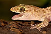 Mediterranean House Gecko heat- regulating with open mouth