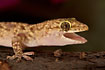 Mediterranean House Gecko heatregulating with open mouth