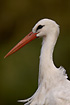 White stork in profile
