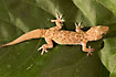 Mediterranean House Gecko on a Bourgonvilla leaf