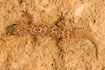 Mediterranean House Gecko on a rock