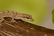 Mediterranean House Gecko on a Bourgonvilla (juvenile)