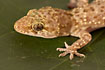 Mediterranean House Gecko on a Bourgonvilla leaf