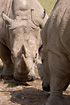 Square-lipped Rhinoceros - two males testing each other