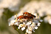 The beetle - Rhangonycha fulva - mating