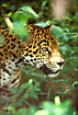 Jaguar in the rainforest