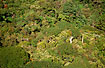 Rainforest canope photographed from the air
