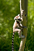 Young Ring-tailed Lemur in a tree(captive animal)