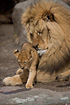 Lion male caressing his offspring