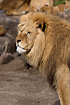 Lion male (captive animal)