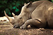 Foto af Hvidt Nsehorn (Ceratotherium simum). Fotograf: 