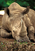 Square-lipped Rhinoceros (captive animal)