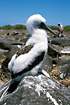 Chic of Blue-footed Booby