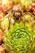 Photo ofGiant House Spider (Tegenaria atrica). Photographer: 