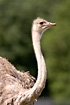 Ostrich (captive animal)